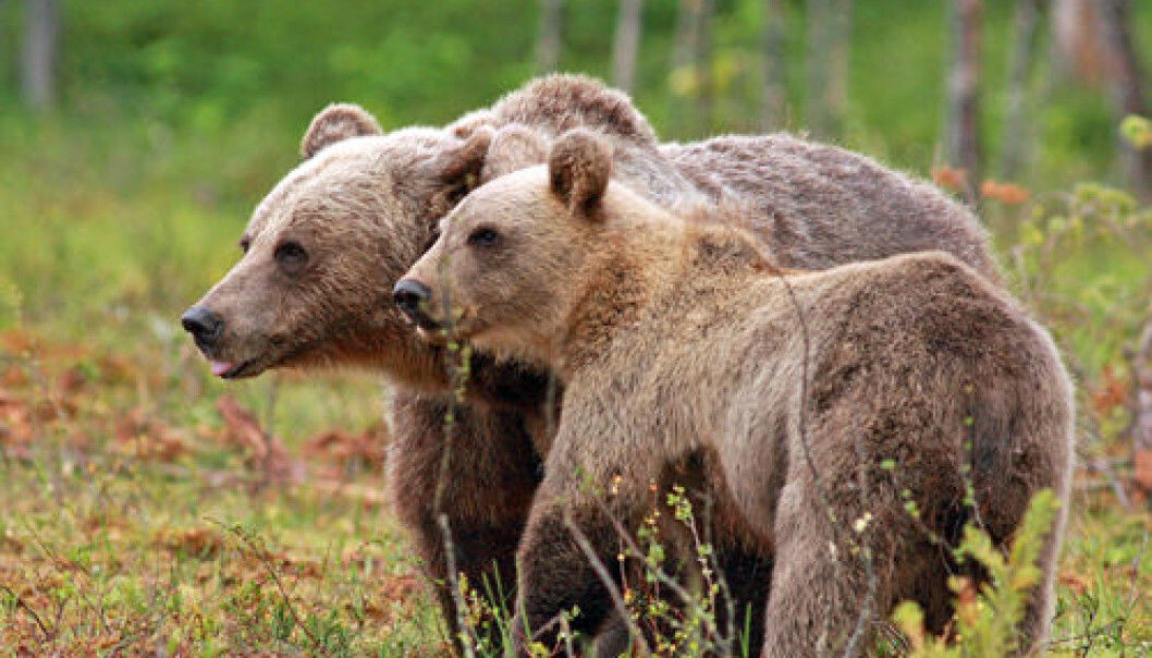 A Scandinavian study indicates that females with cubs often stay away from the choicest feeding grounds from May to mid-July to avoid running into males. (Photo: Ilpo Kojala) A Scandinavian study indicates that females with cubs often stay away from the choicest feeding grounds from May to mid-July to avoid running into males. (Photo: Ilpo Kojala)