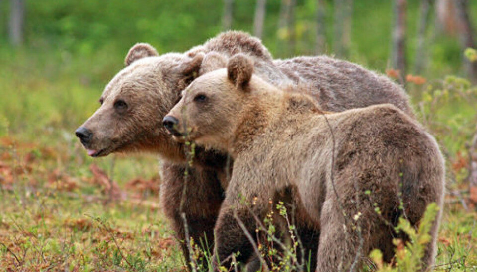 A Scandinavian study indicates that females with cubs often stay away from the choicest feeding grounds from May to mid-July to avoid running into males. (Photo: Ilpo Kojala)