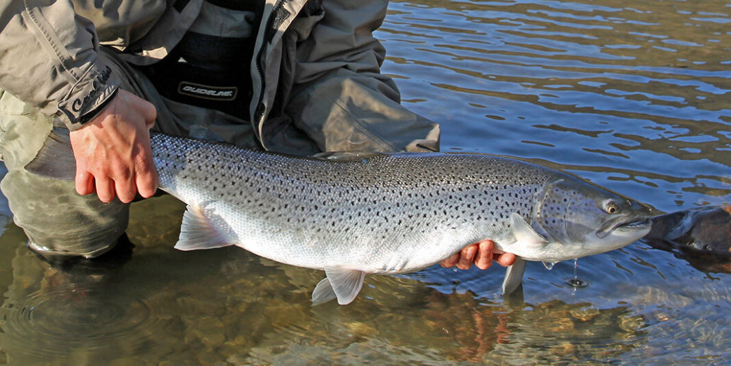 Researchers in Norway will be checking large numbers of trout to figure out what factors are the greatest disrupters of the wild fish. With this information, researchers might be able take action to help increase the sea trout population again. Researchers in Norway will be checking large numbers of trout to figure out what factors are the greatest disrupters of the wild fish. With this information, researchers might be able take action to help increase the sea trout population again.