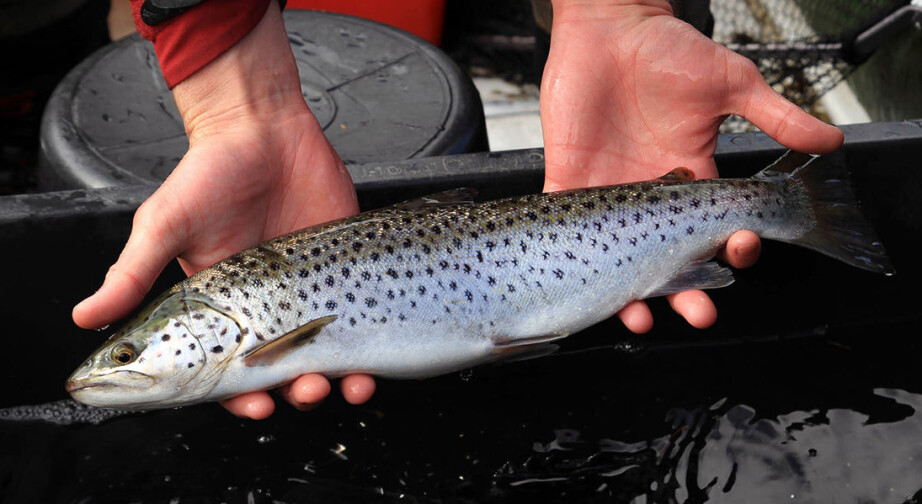 The researchers have looked at what diseases the fish have and how they affect fish behaviour.