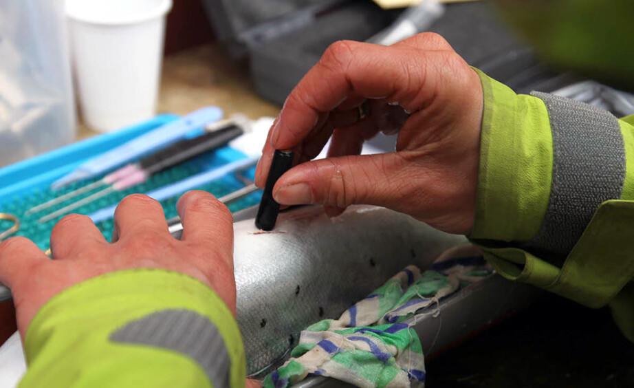 Fish must be tagged electronically so that researchers can track them.