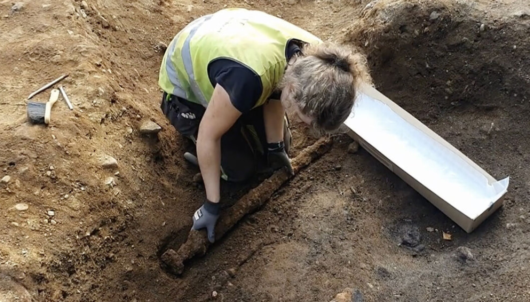 It’s been more than 1000 years since someone held this sword. It belonged to a warrior who lived in Trøndelag in Viking times. But why was the sword placed on the opposite side of what was common practice? It’s been more than 1000 years since someone held this sword. It belonged to a warrior who lived in Trøndelag in Viking times. But why was the sword placed on the opposite side of what was common practice?