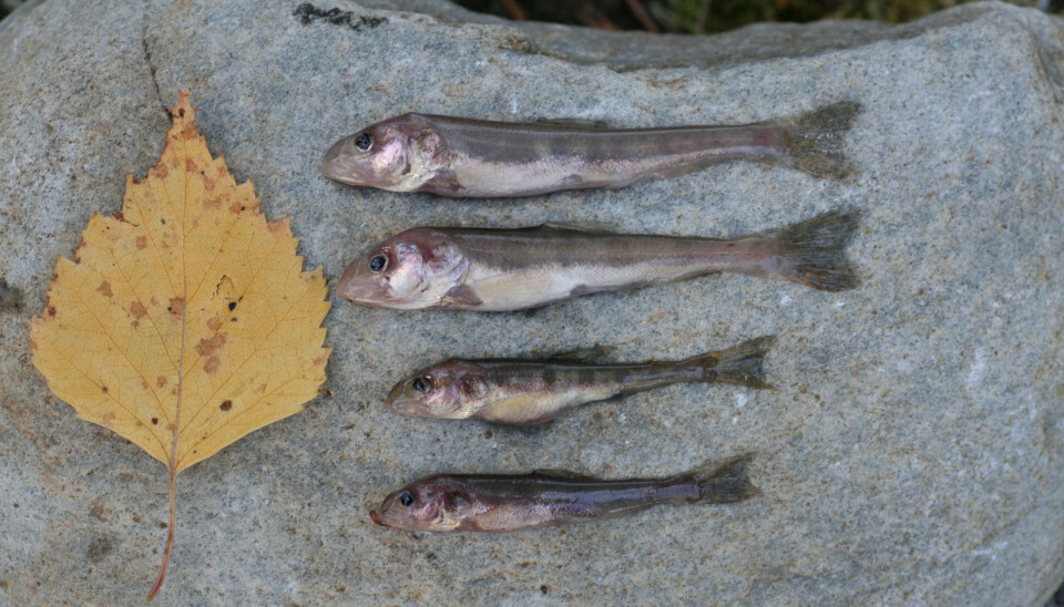 Four examples of the newly discovered tiny deep water char. For comparison of size - a small leaf.