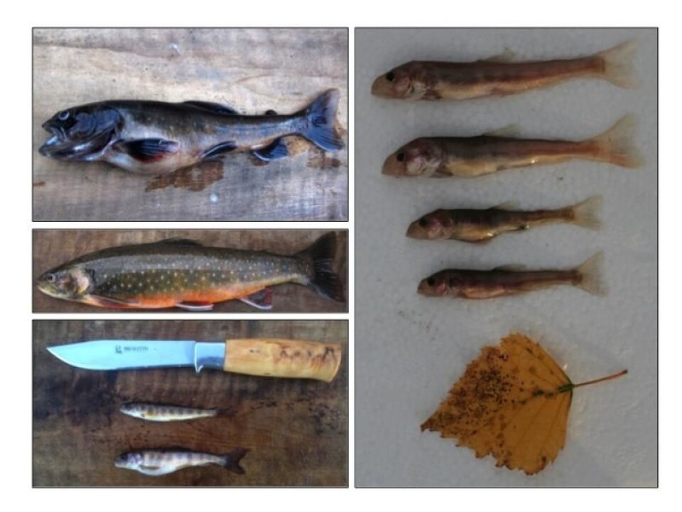 Montage of the four different typs of char. Top left is the fish eating char, which is the biggest one. Under this one, a regular char, which eats insects, larvae and plankton. Bottom left is the dwarf, which lives deeper down where there is less feed. And on the right hand side - the smalles deep water char, living at such depths that there is very little feed available.