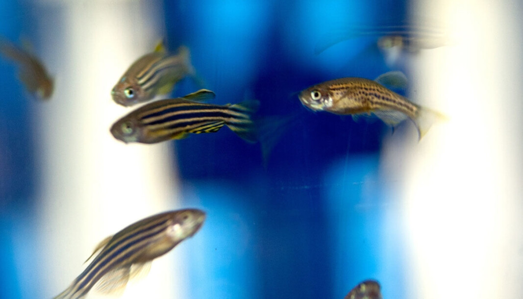 Zebrafish are more like us than we might think. The small fish, for example, have a social life where they have to relate to the different individuals in a group. Zebrafish are more like us than we might think. The small fish, for example, have a social life where they have to relate to the different individuals in a group.