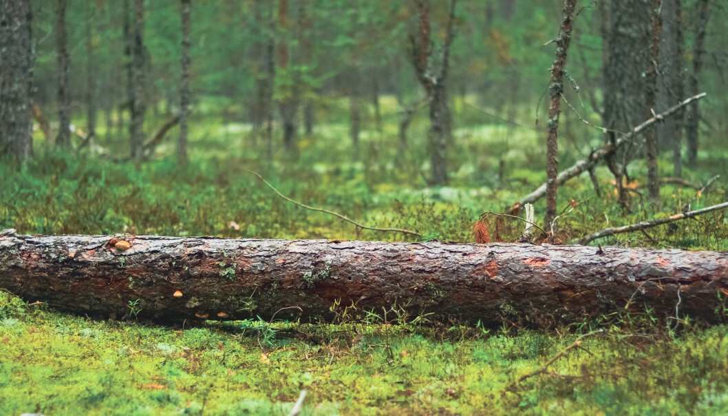 It can take 200 to 300 years for a downed pine tree to disappear. It can take 200 to 300 years for a downed pine tree to disappear.