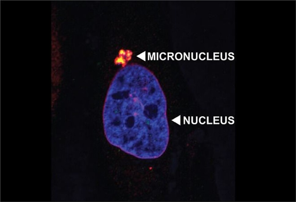 The image illustrates the cores with a red cell membrane and blue genome.