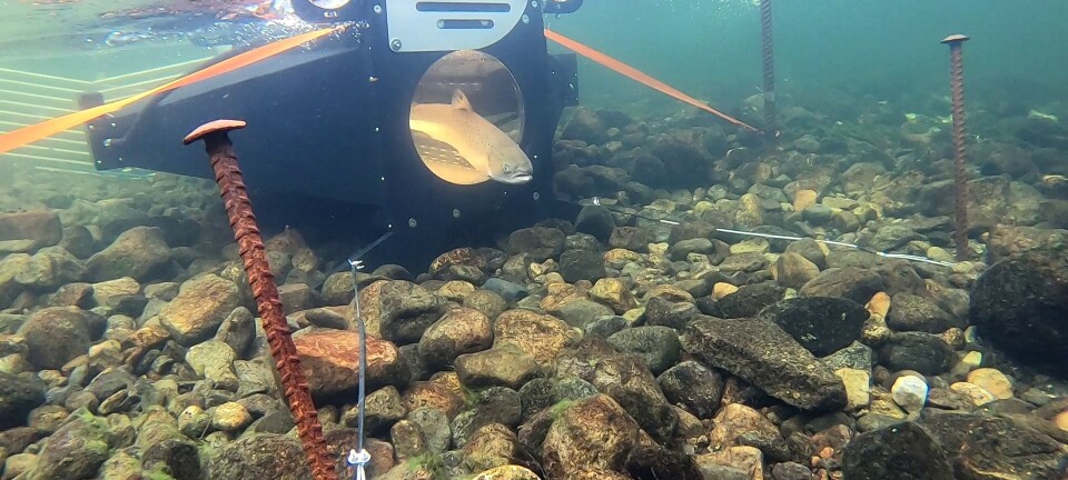 Facial recognition of fish is just one way artificial intelligence is used in marine research