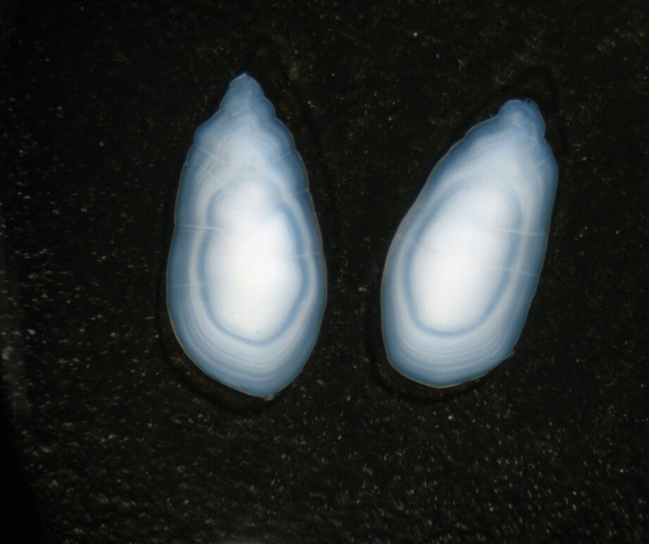 Sand lance otoliths.