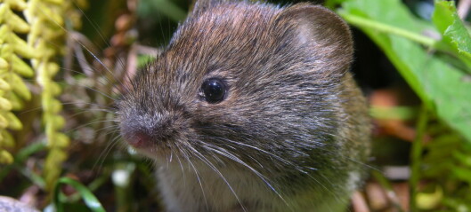 The rodents are back: Surprising amounts of mice in Eastern Norway