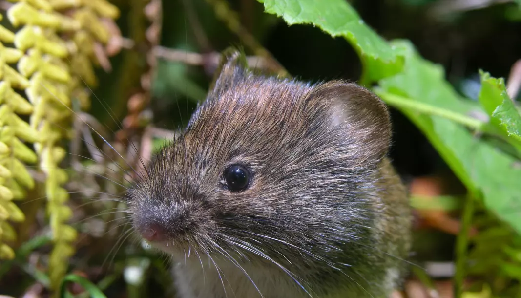 A bank vole roaming the forest.