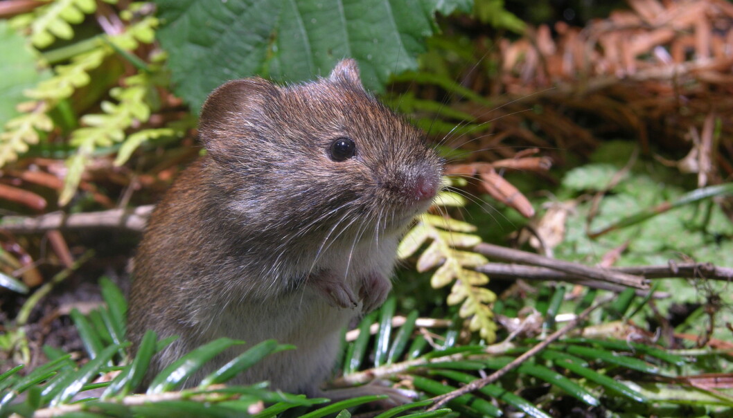 What's the reason this little fella all of a sudden gets lots of friends in the forest? What's the reason this little fella all of a sudden gets lots of friends in the forest?