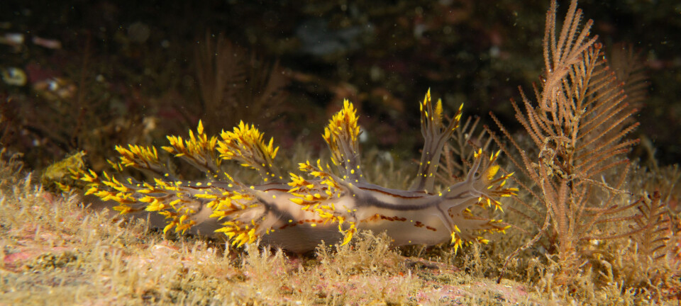 Divers discover new species of nudibranch