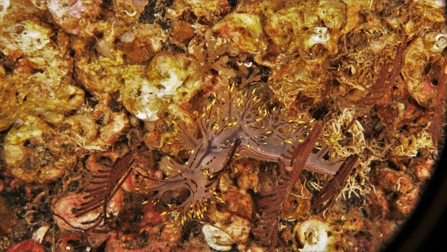 Dendronotus yrjargul is quite large, but it’s not that easy to find.