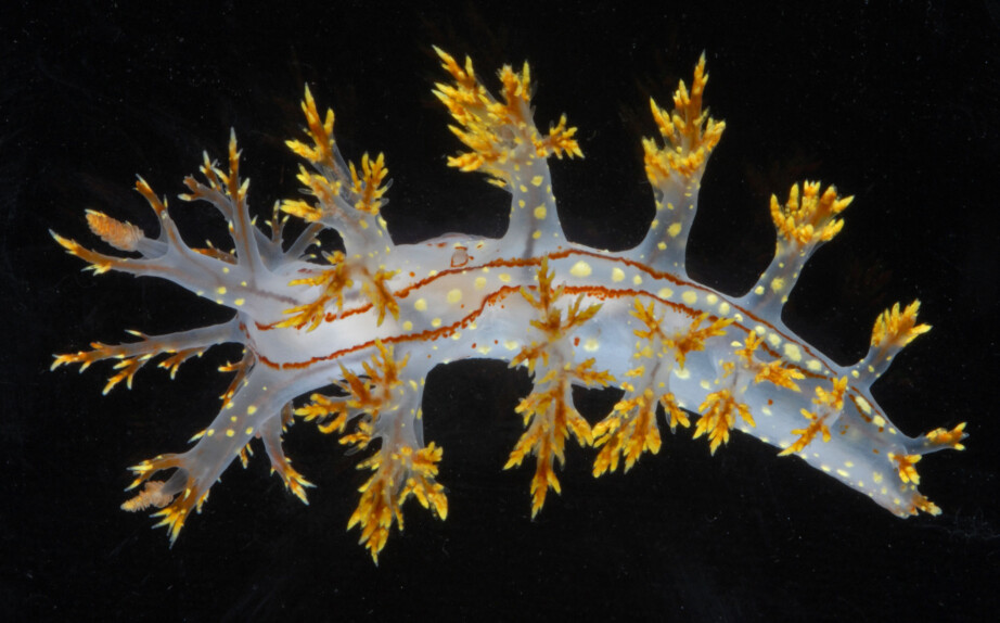 Dendronotus yrjargul’s white, almost transparent, body with clearly marked yellow markings distinguish it from other species. It also has two sharp brown lines along its back and brown stripes along the edges of its feet.