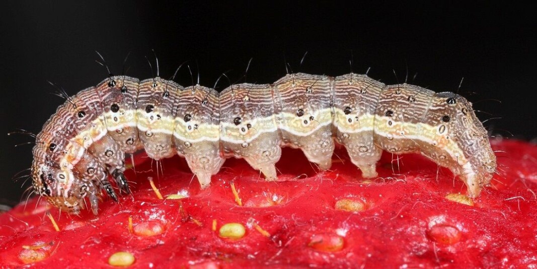 How can a moth detect a partner a kilometre away? And how can the female track down suitable host plants for egg laying? Researchers in Trondheim are studying the insects' fabulous senses. That’s a good thing for them and us. How can a moth detect a partner a kilometre away? And how can the female track down suitable host plants for egg laying? Researchers in Trondheim are studying the insects' fabulous senses. That’s a good thing for them and us.