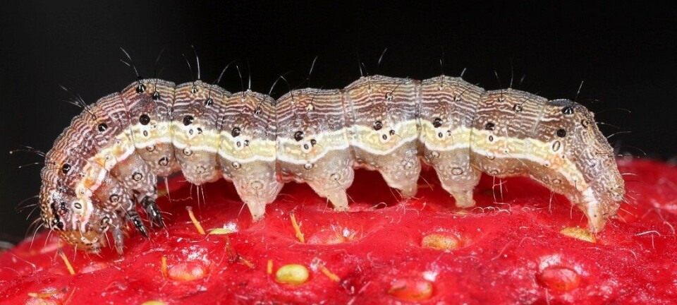 Battling harmful insects by understanding their sense of smell