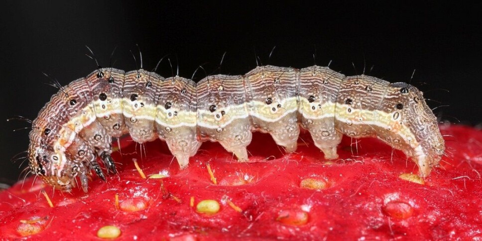 How can a moth detect a partner a kilometre away? And how can the female track down suitable host plants for egg laying? Researchers in Trondheim are studying the insects' fabulous senses. That’s a good thing for them and us.