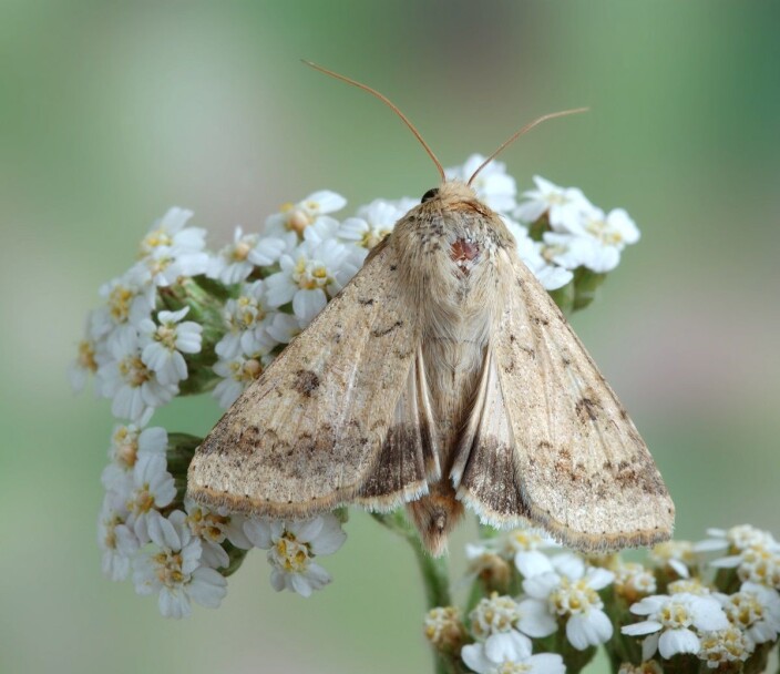 Heliothinae is a subfamily of moths and butterflies with several species that do great damage to crops. The cotton bollworm is among them. Heliothinae is a subfamily of moths and butterflies with several species that do great damage to crops. The cotton bollworm is among them.