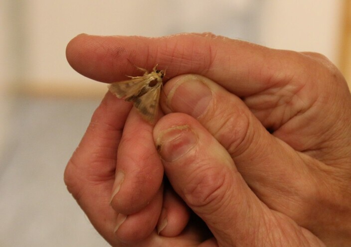 It’s not that big, but the larvae of the cotton bollworm can cause millions of euros of damage to plants. It’s not that big, but the larvae of the cotton bollworm can cause millions of euros of damage to plants.