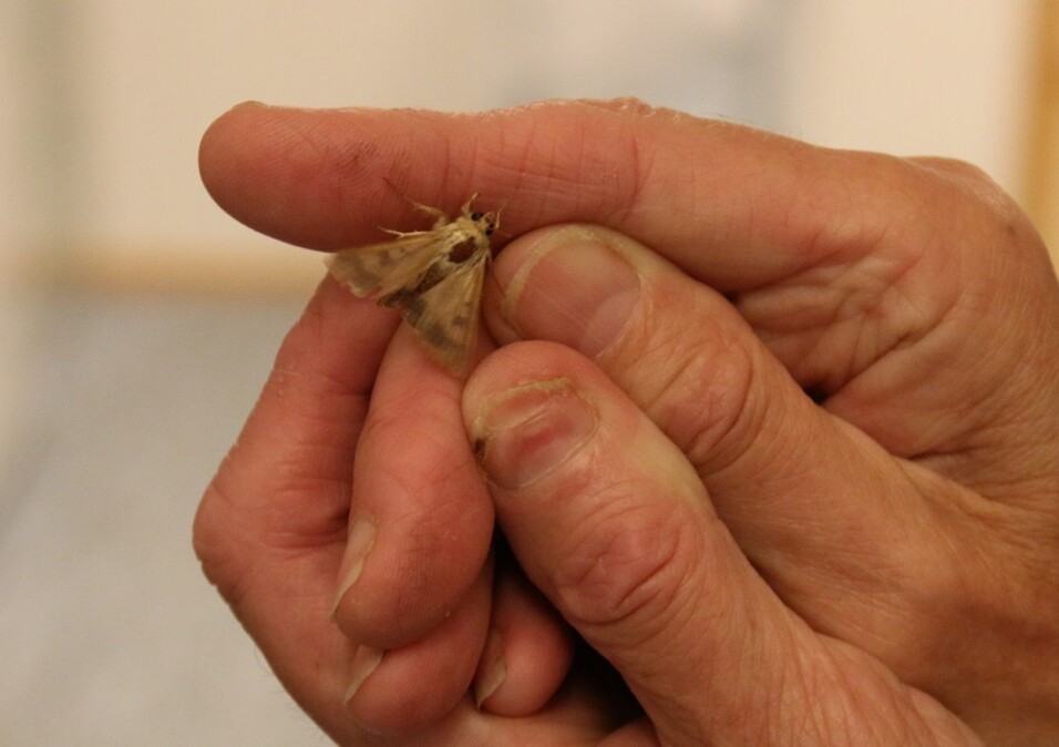 It’s not that big, but the larvae of the cotton bollworm can cause millions of euros of damage to plants.
