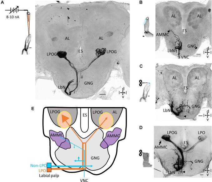 The researchers have identified areas in the brain that exclusively interpret information from the LPO organ, and other areas that are involved in the treatment of plant odour signals and pheromones, respectively. The researchers have identified areas in the brain that exclusively interpret information from the LPO organ, and other areas that are involved in the treatment of plant odour signals and pheromones, respectively.