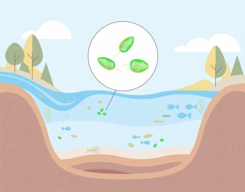 Lake with algae.