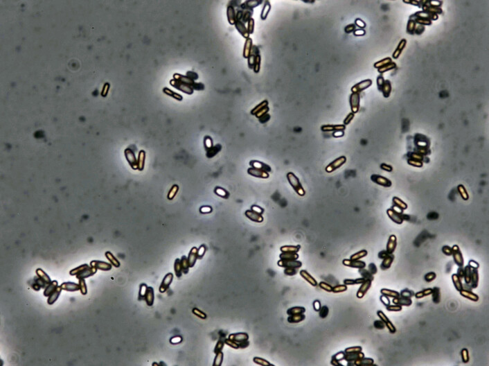 Bacillus licheniformis produces luminous spores inside the mother cell after three to five days when there is a lack of nutrition. The spore can withstand freezing temperatures, dry conditions and high temperatures. The image shows spores that have been magnified 1000 times under a microscop. Bacillus licheniformis produces luminous spores inside the mother cell after three to five days when there is a lack of nutrition. The spore can withstand freezing temperatures, dry conditions and high temperatures. The image shows spores that have been magnified 1000 times under a microscop.