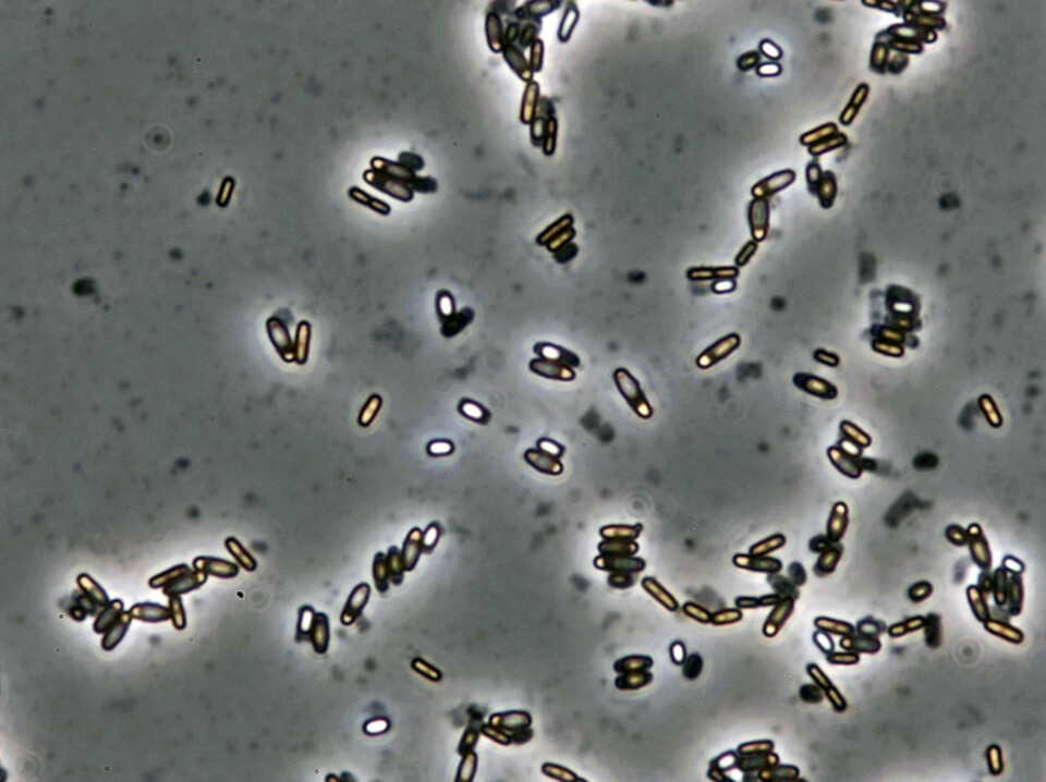 Bacillus licheniformis produces luminous spores inside the mother cell after three to five days when there is a lack of nutrition. The spore can withstand freezing temperatures, dry conditions and high temperatures. The image shows spores that have been magnified 1000 times under a microscop.