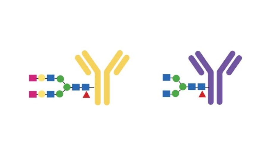 Found two errors. The research showed that patients with perforated skeletons were missing two sugar molecules at the end of a long chain inside the antibody.