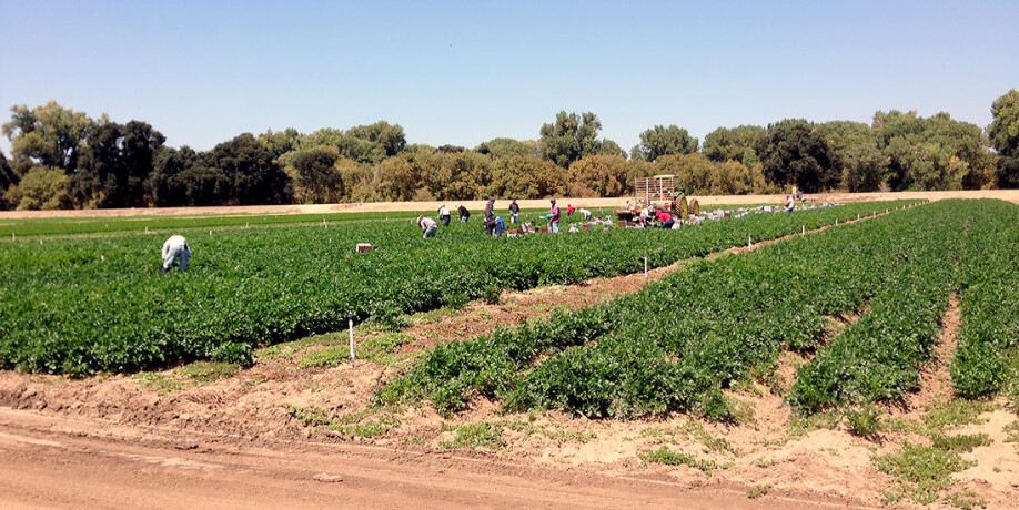Major geopolitical changes have influenced labour migration in Europe. The fall of communism, EU expansion, globalization and the dismantling of national borders have enabled extensive labour migration, says Professor Rye.