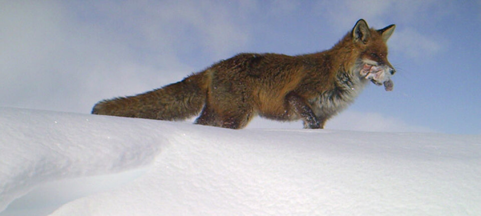 Red fox displaces endangered Arctic fox thanks to littering