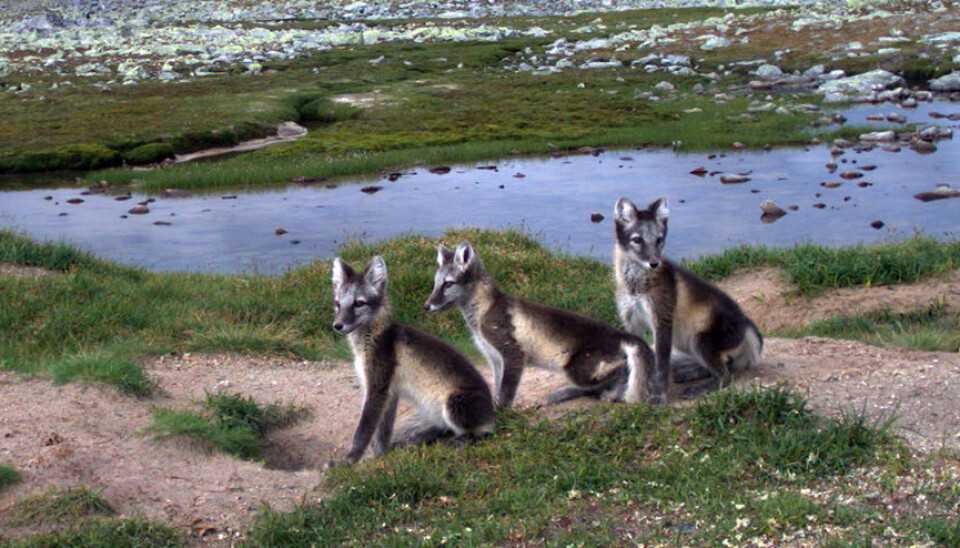 A lot of trash means few Arctic foxes. We found that the Arctic fox doesn’t tend to stay close to the road – probably not because it isn’t attracted to the road, but because the red fox’s presence makes it stay away, the researcher says. The photo was taken in Lesja municipality.