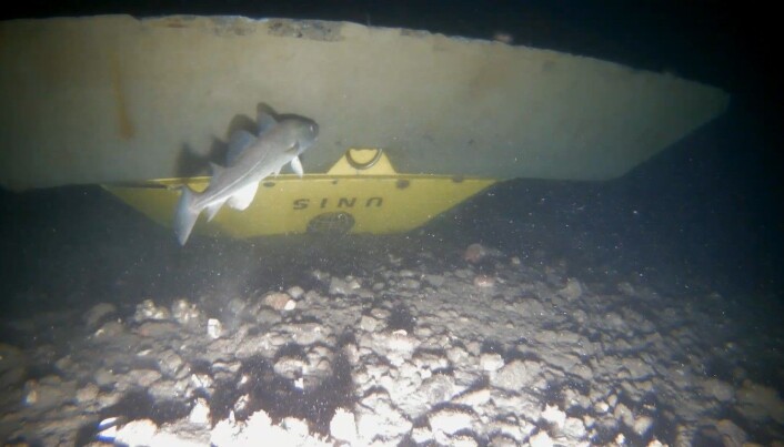 The upside-down mooring, with a cod, silently mocking the scientists. The upside-down mooring, with a cod, silently mocking the scientists.