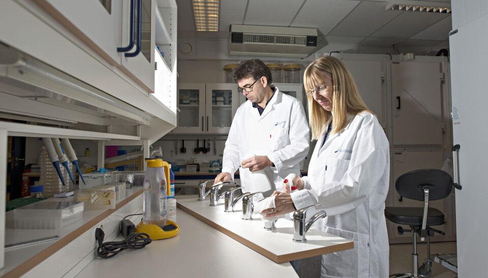 Nofima-researchers Trond Møretrø and Solveig Langsrud study kitchen hygiene in European homes. Most people - 73 per cent - clean their kitchen counter directly after cooking, which is the best way to do it in order to avoid being infected by potentially dangerous microbes.