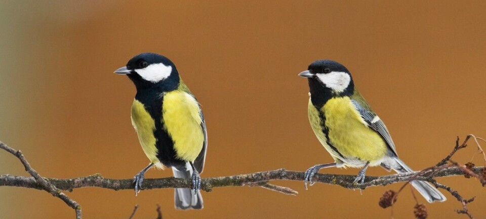 Bird species more likely to die out with rapid climate change