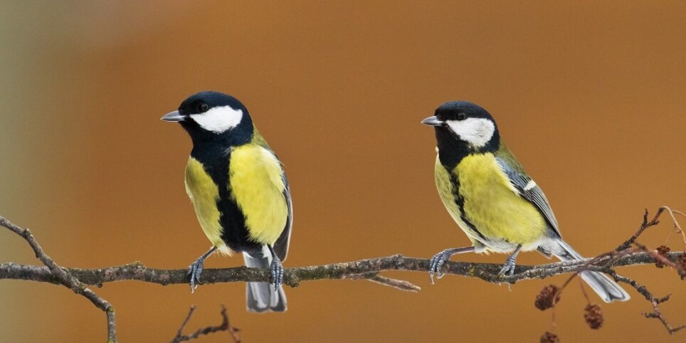 Great tits have to adapt to the behaviour of their prey quickly. Otherwise things can go really wrong.
