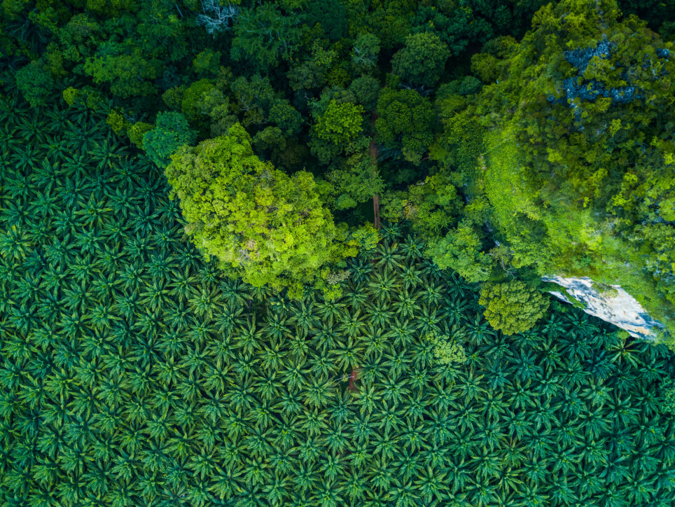 This aerial shot shows the stark difference between a palm grove and the surrounding forest.