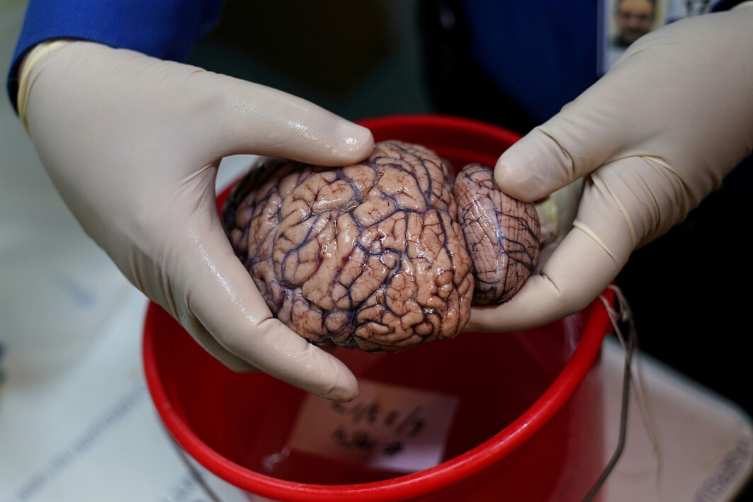 New research challenges the idea that language is a purely cultural construct. Language categories appear to be pre-coded in our brains. New research challenges the idea that language is a purely cultural construct. Language categories appear to be pre-coded in our brains.