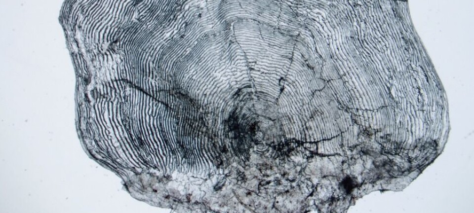 “Kaja” may hold the world spawning record for an Atlantic salmon