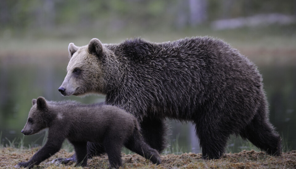 Brown bear.