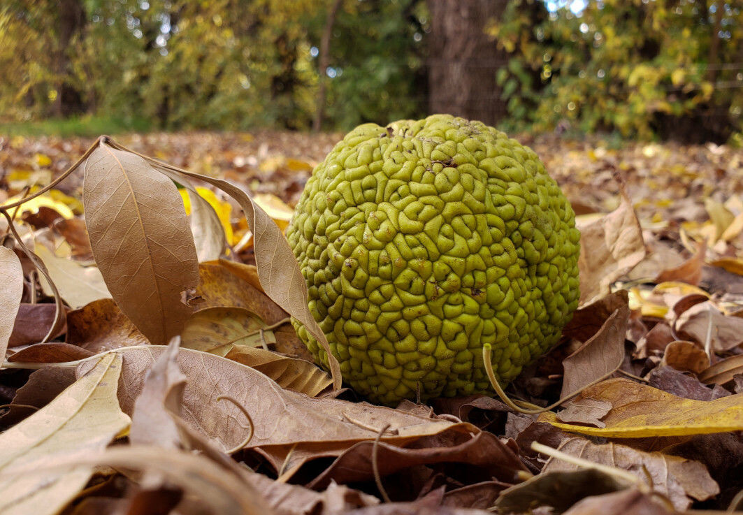 Maclura pomifera, or osage orange tree, uses a lot of energy to make large, heavy fruits. But no one is interested in eating them. So what's the point? Maclura pomifera, or osage orange tree, uses a lot of energy to make large, heavy fruits. But no one is interested in eating them. So what's the point?
