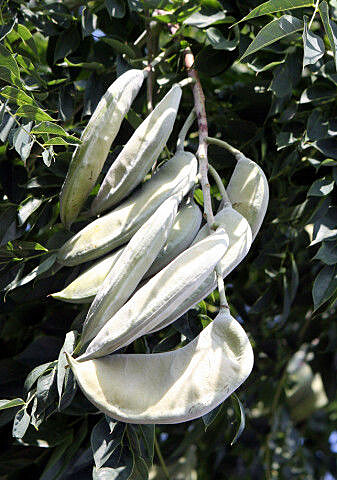 The fruits of the Kentucky coffeetree are leathery and poisonous to many animals alive today. The fruits of the Kentucky coffeetree are leathery and poisonous to many animals alive today.