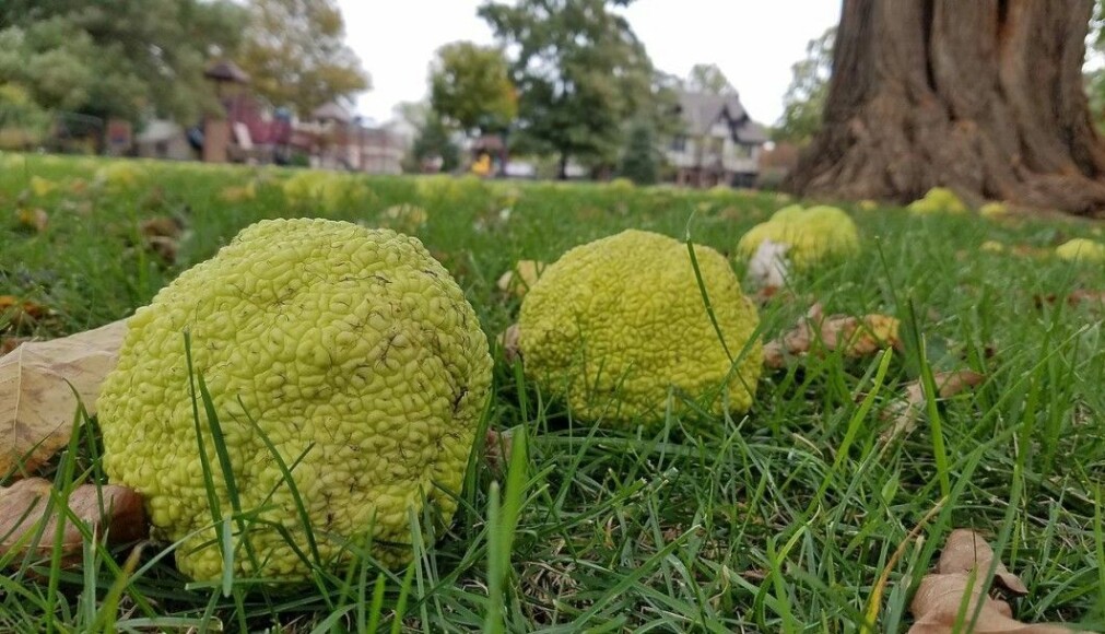 The fruit from Maclura pomifera, or osage orange, is left to rot on the ground. The creatures that ate this fruit have long since died.