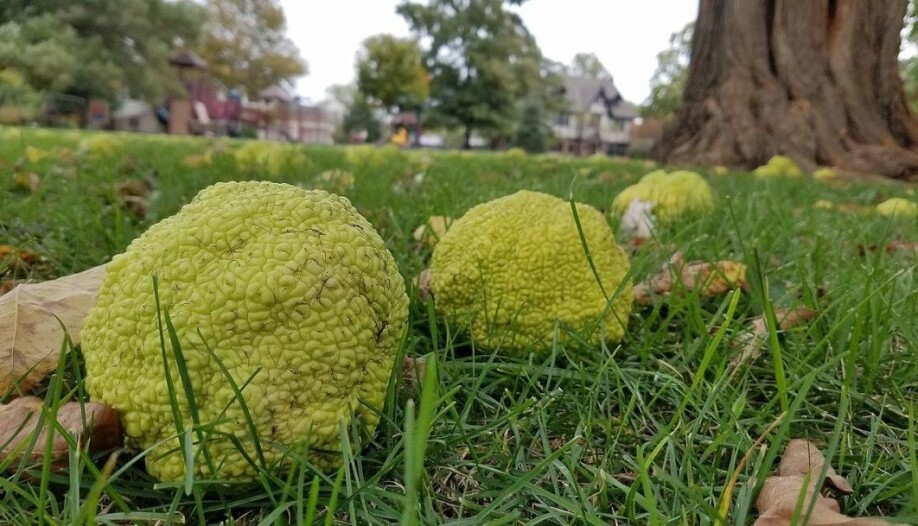The fruit from Maclura pomifera, or osage orange, is left to rot on the ground. The creatures that ate this fruit have long since died.