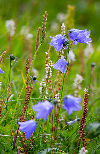 Mammoths and other large herbivores probably kept European landscapes open. In doing so, they created fine areas for wildflowers that are found today in hay meadows and pastures. Mammoths and other large herbivores probably kept European landscapes open. In doing so, they created fine areas for wildflowers that are found today in hay meadows and pastures.