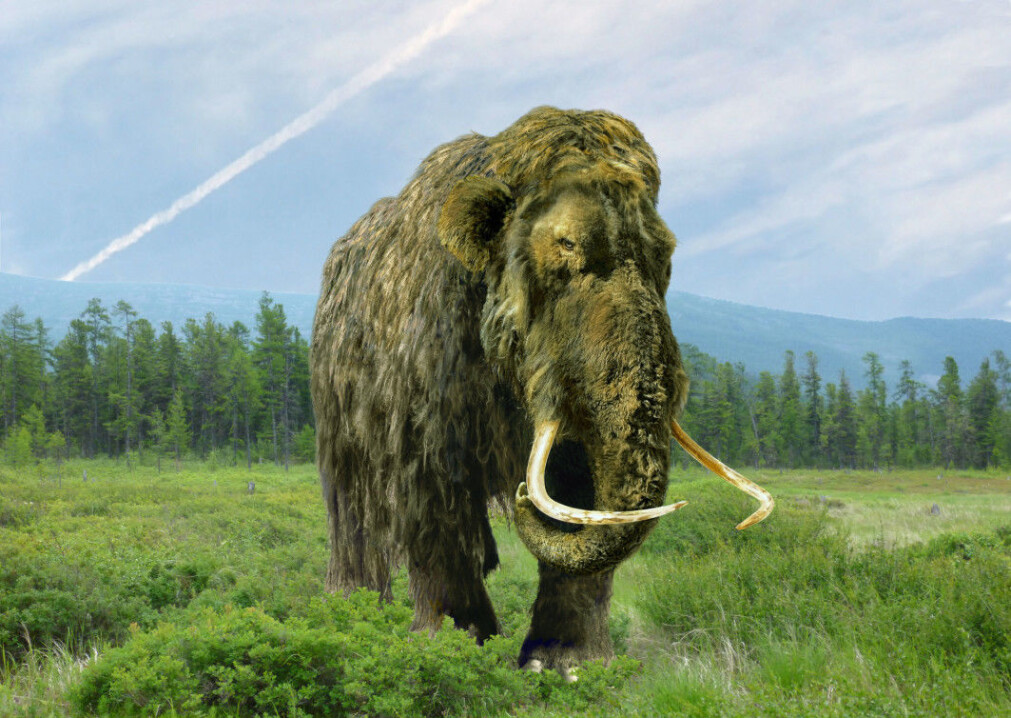 Maybe these are the mammoths' old friends? Maybe these are the mammoths' old friends?