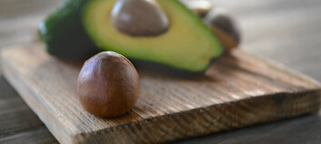 Why does the avocado have such huge seeds?Meet the plants that have lost their enormous partners