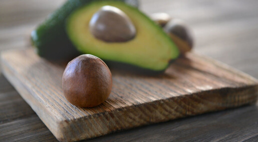 Why does the avocado have such huge seeds?Meet the plants that have lost their enormous partners Why does the avocado have such huge seeds?Meet the plants that have lost their enormous partners