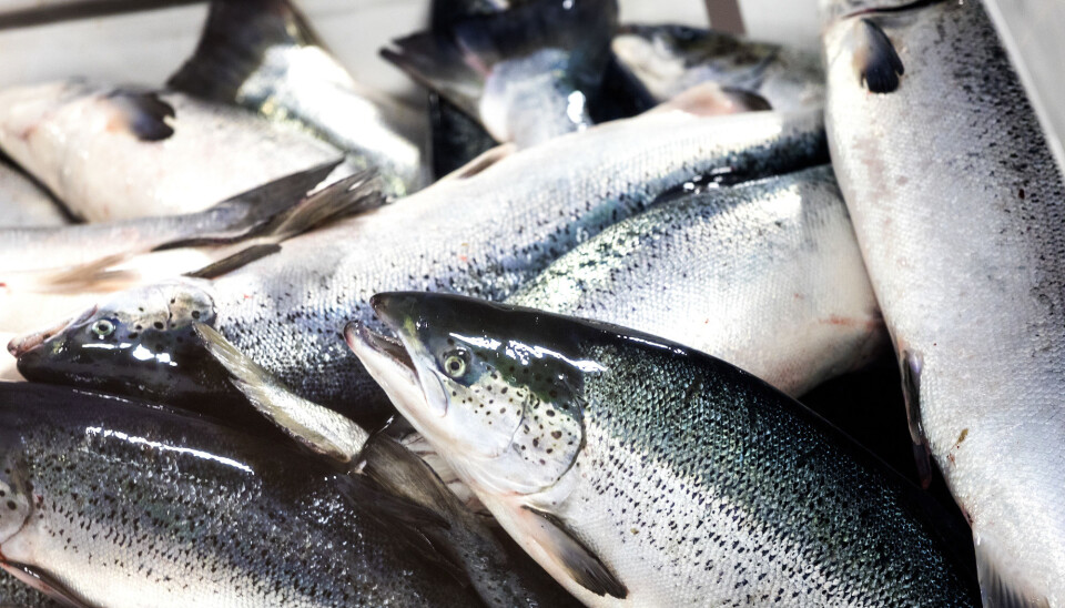 'Perhaps some people will think that fish produced in RAS facilities result in inferior products, but that really is not the case', Mota assures. 'The fish is a premium product even though it has been in a RAS all its life.”